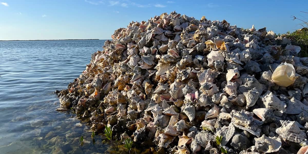 conch stands bimini the bahamas